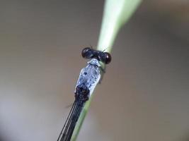 Close up of insect on the leaf with defocused background photo