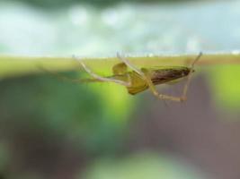 Cerca de insecto en la hoja con fondo desenfocado foto