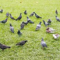 las palomas comen en el césped. foto