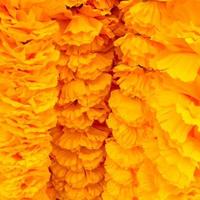Yellow Marigolds for the Sacred Liturgy photo