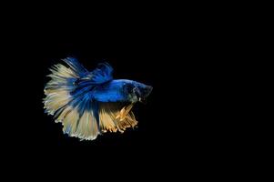 Beautiful colorful of siamese betta fish photo