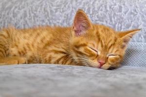 The little ginger kitten is tired and sleeps