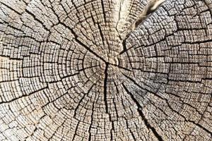 The cracked wooden stump-like texture. photo