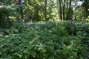 The old abandoned cemetery and overgrown graves photo