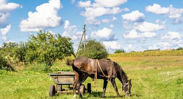 Beautiful wild brown horse stallion on summer flower meadow photo