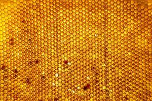 Honeycomb from bee hive filled with golden honey photo