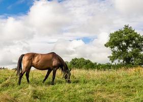 Beautiful wild brown horse stallion on summer flower meadow photo