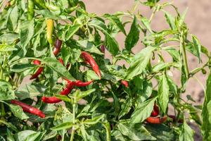 Chili peppers on bushes in garden photo