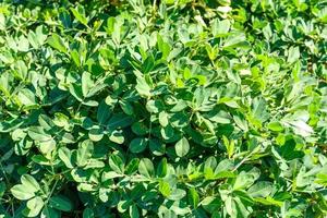 Dug peanuts. Peanut bush on the field photo