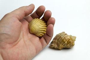 Hand on a white background holding a shell. photo