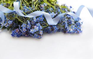 Forget-me-not flowers  on white  background photo