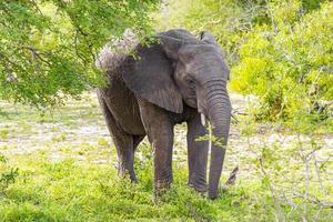 cinco grandes elefantes africanos safari en el parque nacional kruger en sudáfrica.