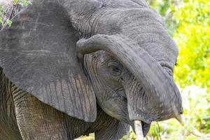 cinco grandes elefantes africanos safari en el parque nacional kruger en sudáfrica. foto