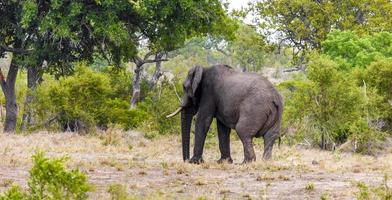 cinco grandes elefantes africanos safari en el parque nacional kruger en sudáfrica.