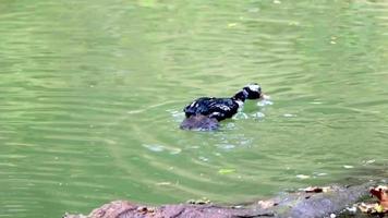 röd vårttig-ansikte vårttig muscovy anka rodini park Rhodos Grekland. video