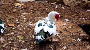 Red warty-faced warty muscovy duck Rodini Park Rhodes Greece. video