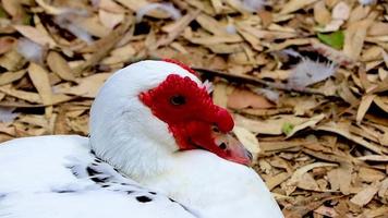 Red warty-faced warty muscovy duck Rodini Park Rhodes Greece. video
