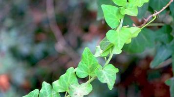 Klettern Efeu Pflanze mit grünen Blättern Rodini Park Wald Rhodos. video