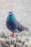 Pigeon bird sits on city building San Jose Costa Rica. photo