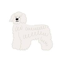 Cute dog of breed Komondor or Hungarian Shepherd isolated on white background. Vector illustration of a pet flat