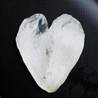 Heart shaped petal photo