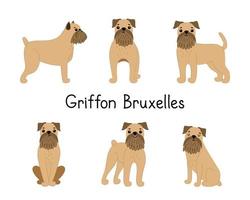 Set of cute Griffon Brussels dog breed in different poses. Vector illustration of pet animal