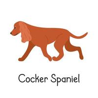 Raza de perro cocker spaniel americano o inglés canino sobre un fondo blanco aislado. ilustración vectorial de un piso para mascotas vector