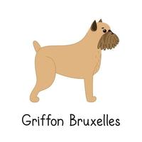 Cute Griffon of Brussels with signature. Vector illustration on white background.