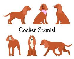 Canine American or English Cocker Spaniel dog breed on a white background in different poses. Set or collection with cartoon dogs. Vector illustration of a pet flat