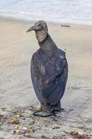 Tropical Black Vulture on Botafogo Beach Rio de Janeiro Brazil.