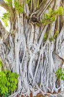 Gran árbol de ficus tropical en el parque en el aeropuerto de Cancún, México. foto