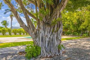 Gran árbol de ficus tropical en el parque en el aeropuerto de Cancún, México. foto