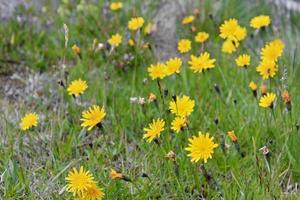 Yellow dandelions on the flower meadow in summer, Hemsedal, Norway. photo