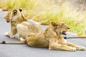 Lions relax on street Kruger National Park Safari South Africa.
