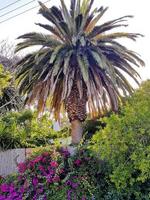 hermoso jardín sudafricano con palmeras, claremont, ciudad del cabo.