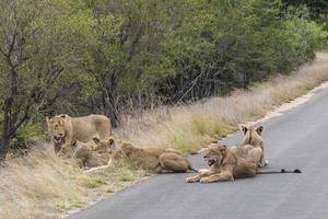 leones relajarse en la calle parque nacional kruger sudáfrica. foto