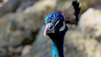 lindo pavão colorido elegante em ialysos rhodes greece. video