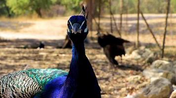 Beautiful colorful elegant peacock in Ialysos Rhodes Greece. video