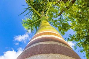 Tropical palm tree with blue sky Playa del Carmen Mexico.