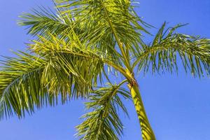 Tropical palm tree with blue sky Playa del Carmen Mexico. photo
