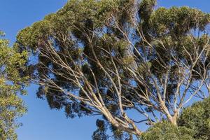 Big African tree in Cape Town, South Africa photo