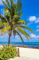 Tropical palm tree with blue sky Playa del Carmen Mexico. photo