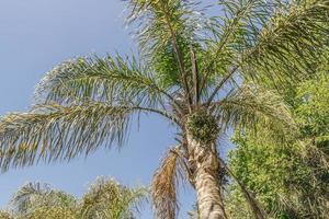 Crown of a palm tree in Cape Town South Africa. photo