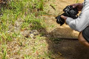 Photographer photographs turtle in Kirstenbosch, Cape Town.
