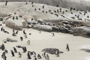 muchos pingüinos cantos rodados playa ciudad del cabo. colonia de pingüinos de anteojos.