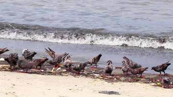 Pigeons birds eat from stranded washed up garbage pollution Brazil. video