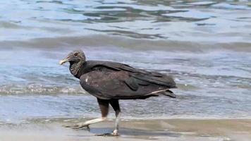 abutre-preto tropical na praia de botafogo rio de janeiro brasil. video