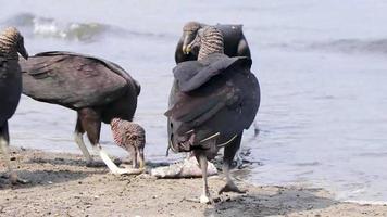 Tropical Black Vultures eat fish carcass Rio de Janeiro Brazil. video