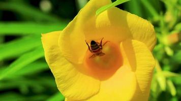 Honey bees climb fly into yellow Oleander flower in Mexico. video