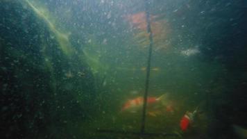 Disparo subacuático de muchos peces koi nadan en el estanque video